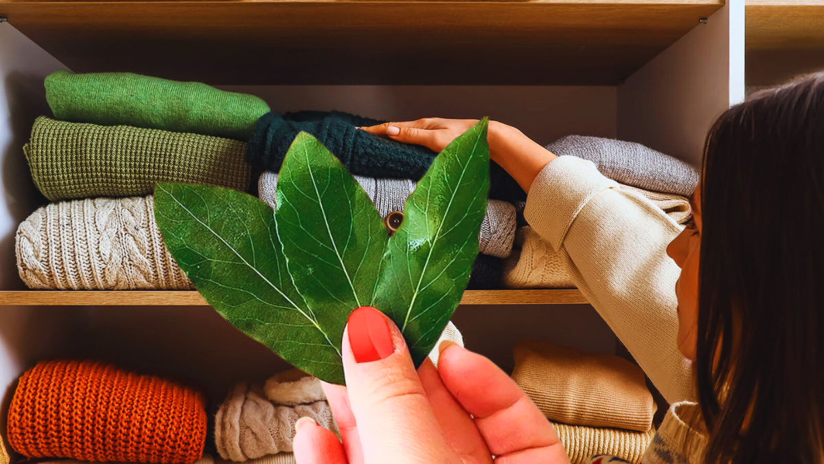 Une feuille de laurier dans votre placard : une astuce miracle que de plus en plus de gens adoptent