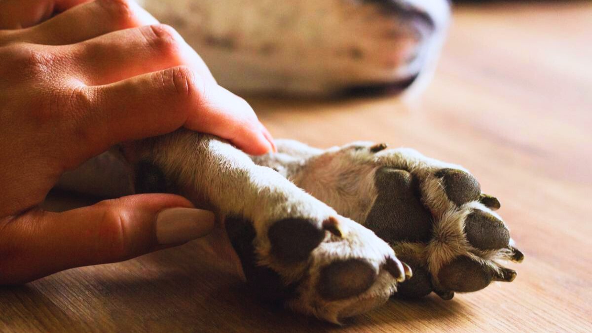 3 750 € d’amende pour cette habitude qu’ont de nombreuses personnes avec leur animal de compagnie