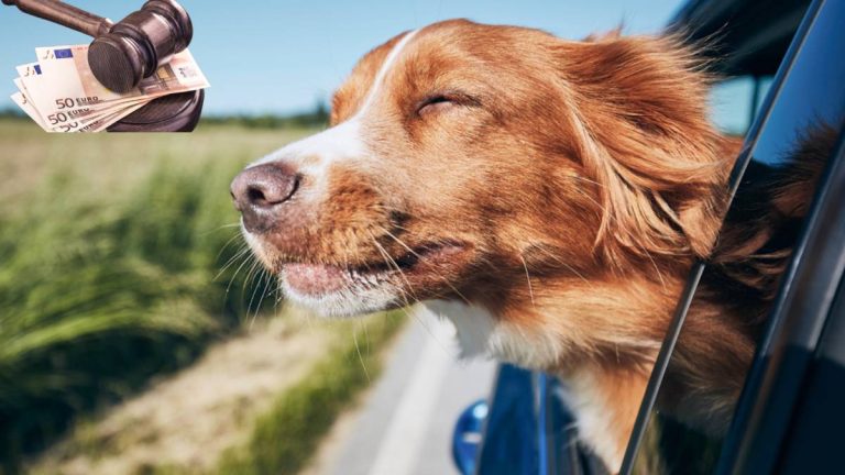 Chien en voiture ? Attention à cette amende méconnue qui pourrait vous coûter cher