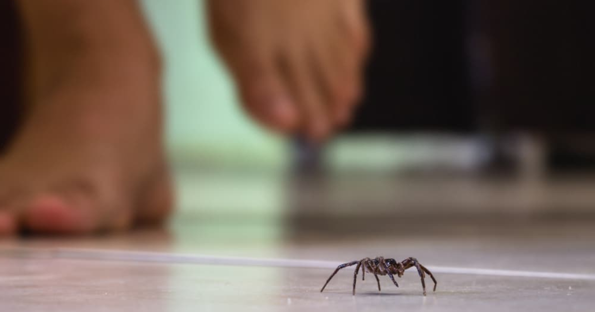 Vous ne devez surtout jamais tuer les araignées dans votre maison : voici pourquoi