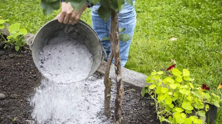 Ne jetez plus vos cendres de cheminée : 12 astuces pour les recycler chez vous