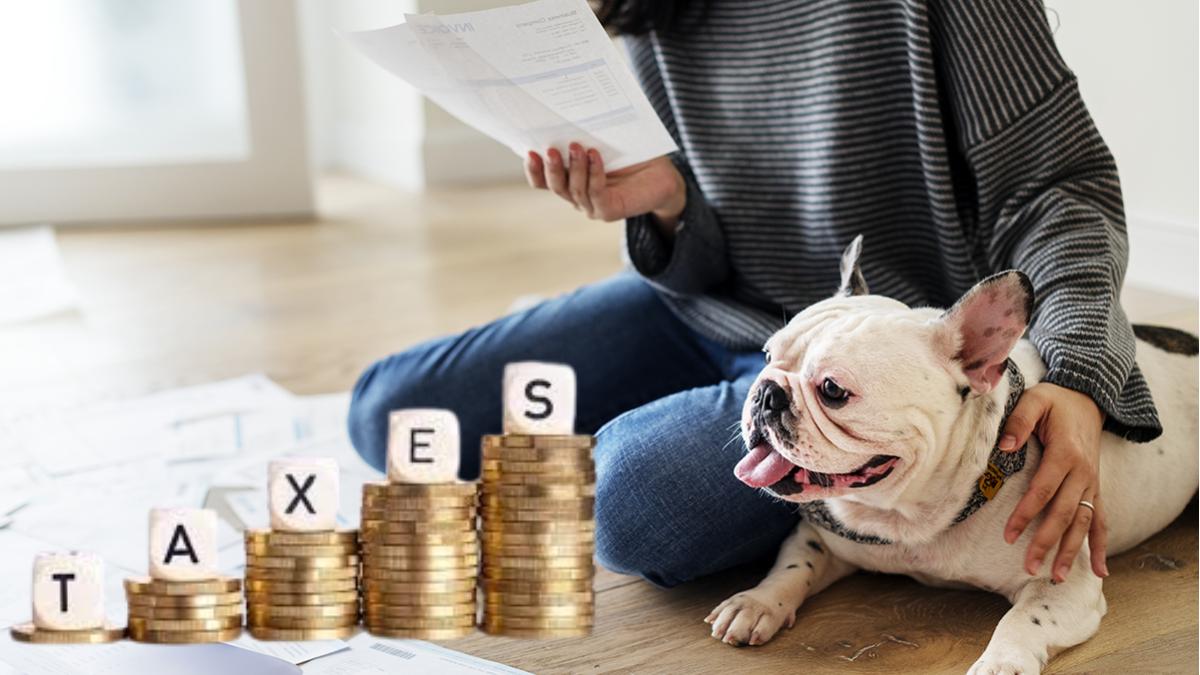 Nouvelle taxe sur vos animaux : 100€ par chien, 10€ par oiseau, tout ce qu’il faut savoir pour ne pas être pris au dépourvu !