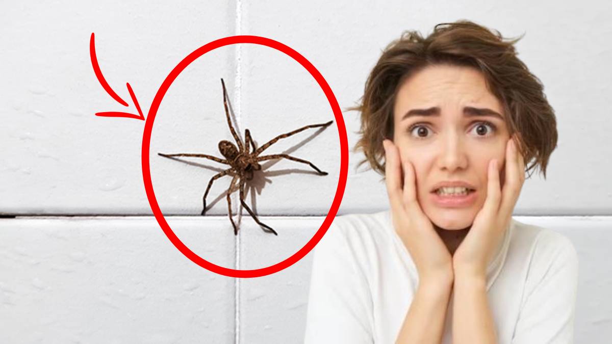 Des araignées chez vous ? Découvrez l'astuce naturelle pour les éloigner définitivement