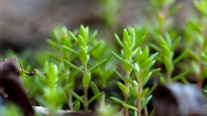 Attention : cette plante peut vous coûter jusqu’à 15 000 € d’amende, vérifiez votre jardin