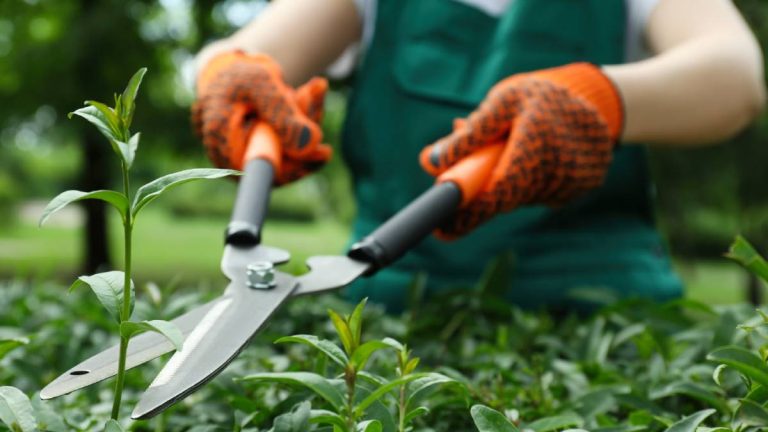 Jardinage : une nouvelle obligation en vigueur depuis le 1ᵉʳ janvier, attention à une amende en cas de non-respect