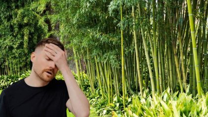 Mon jardin est envahi par le bambou de mon voisin : que dit la loi et comment réagir ?