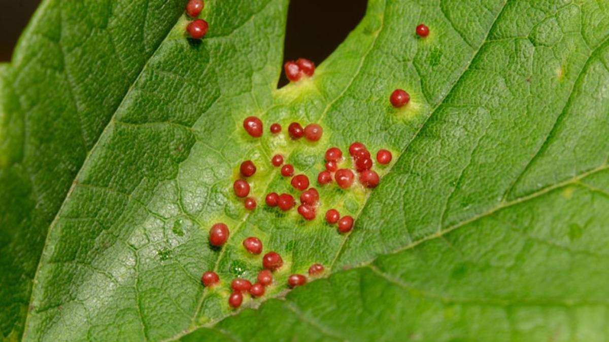 Attention : ces œufs dans votre jardin annoncent un parasite redouté, prenez vite vos précautions