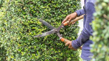 Ne taillez surtout pas ces arbres dans votre jardin avant le 20 mars, leur floraison en danger