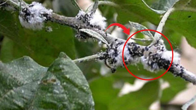 Dites adieu aux pucerons avec cette astuce secrète des jardiniers pour s'en débarrasser naturellement