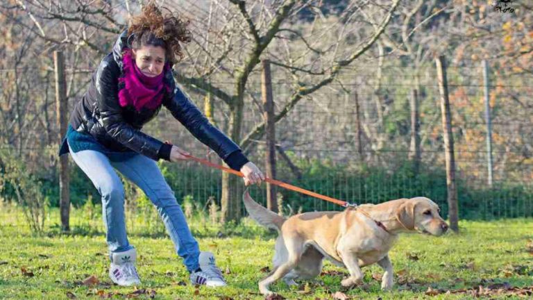 Promener votre chien pourrait vous coûter 750 € d’amende : voici l’erreur à éviter