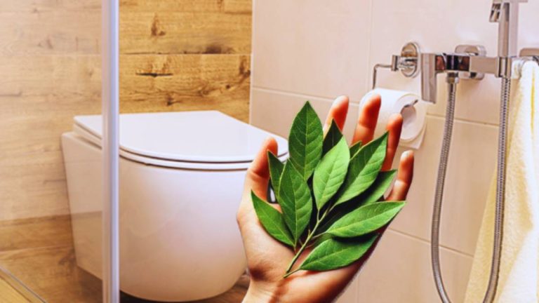 L’astuce des feuilles de laurier dans la douche, une pratique magique que vous allez adopter