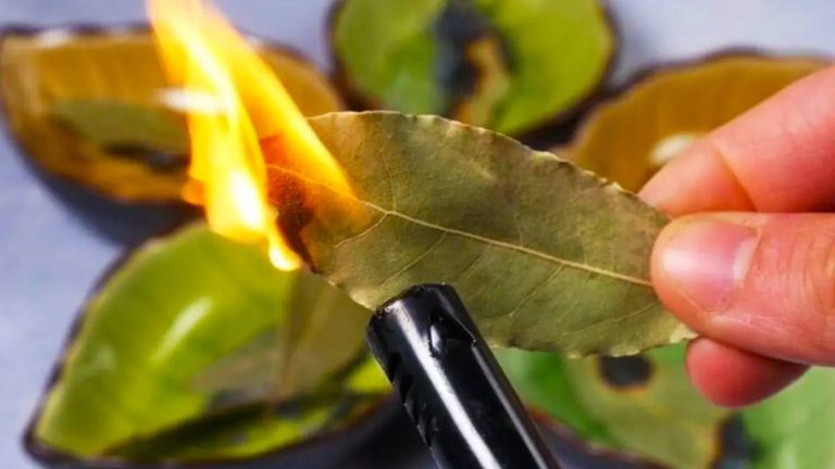 Cette astuce avec une feuille de laurier brûlée va transformer votre quotidien à jamais