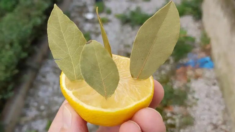Citron et laurier : l’astuce de grand-mère qui va transformer votre maison au printemps