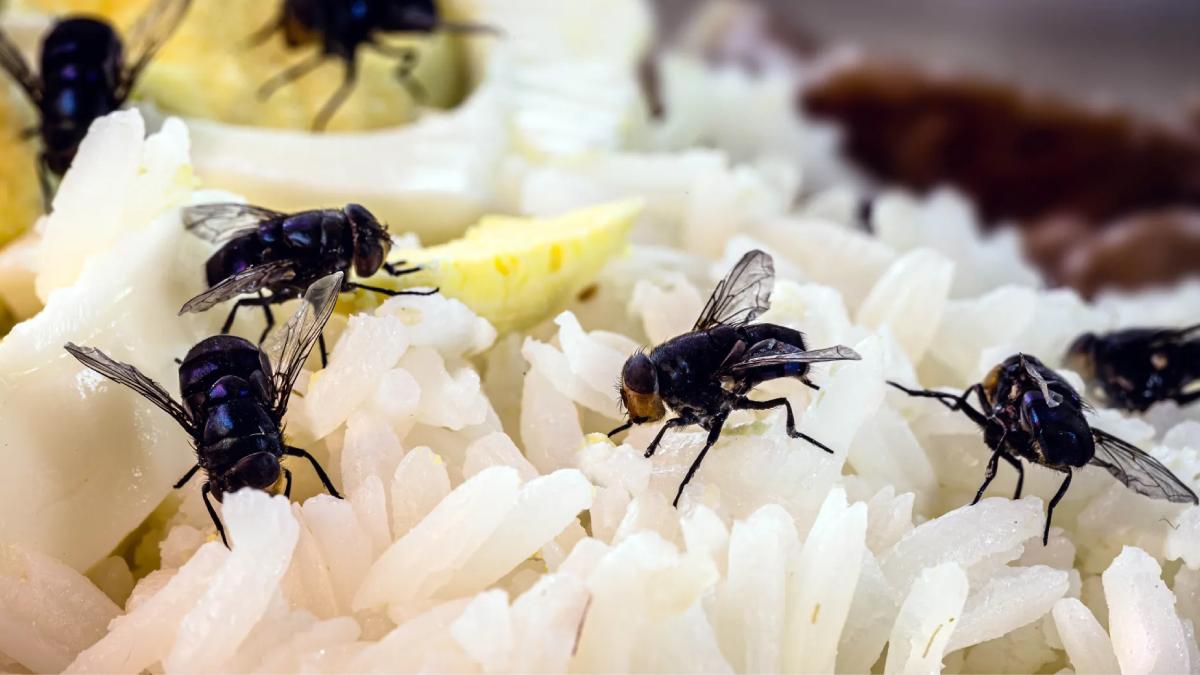 Les mouches envahissent votre maison ? Voici 7 astuces pour les faire fuir naturellement