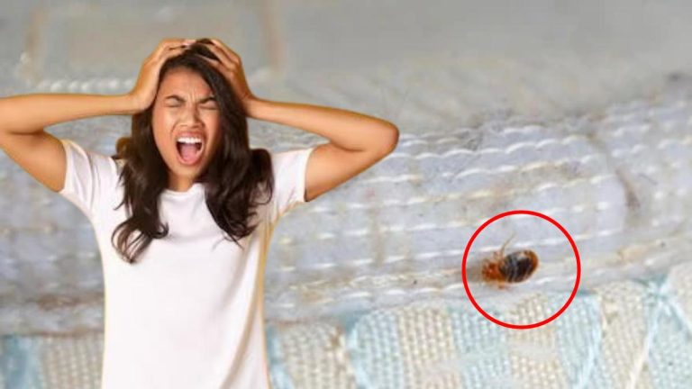 Punaises de lit : voici l’astuce magique pour les éradiquer avec ce produit ménager oublié
